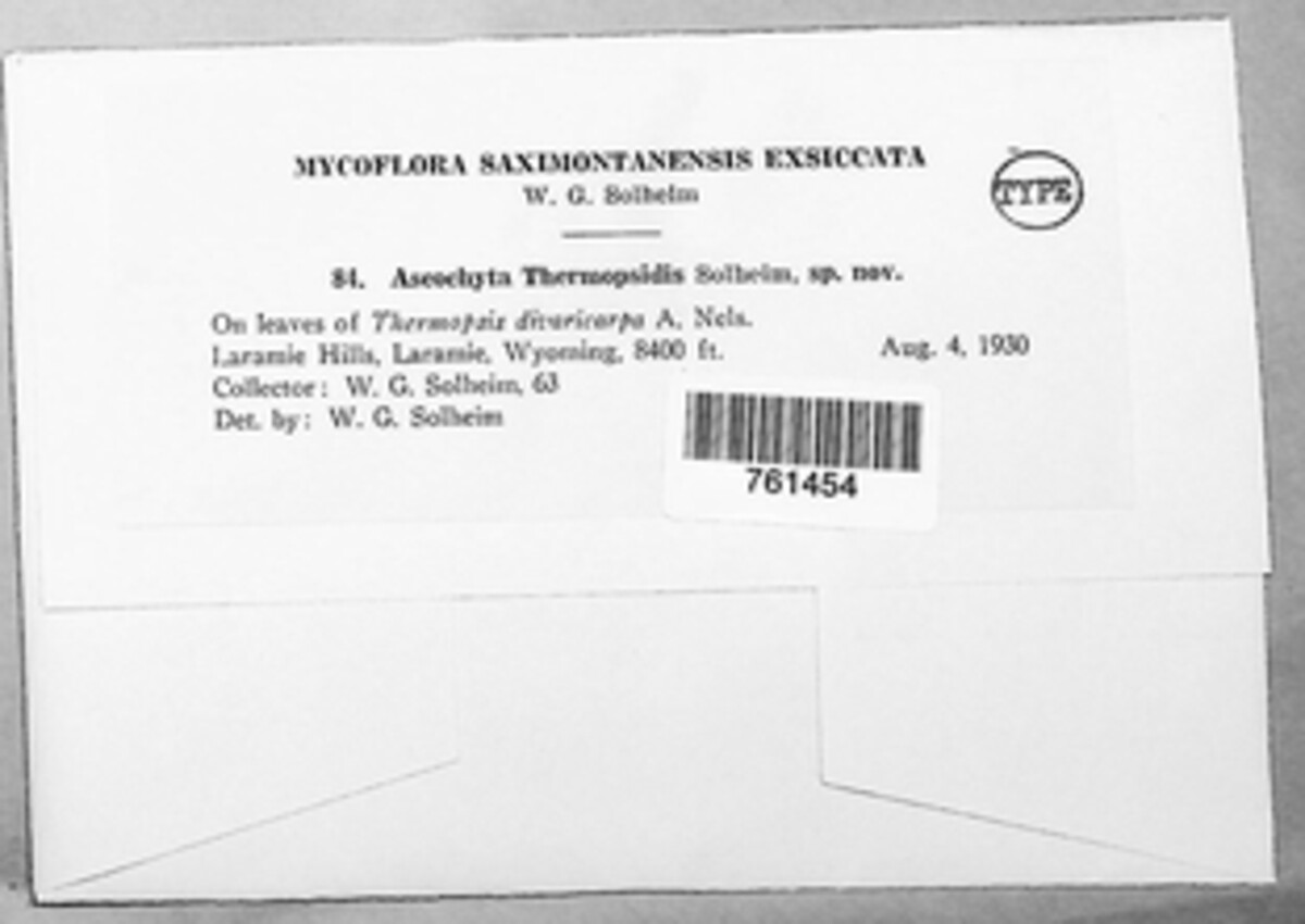 Ascochyta thermopsidis image